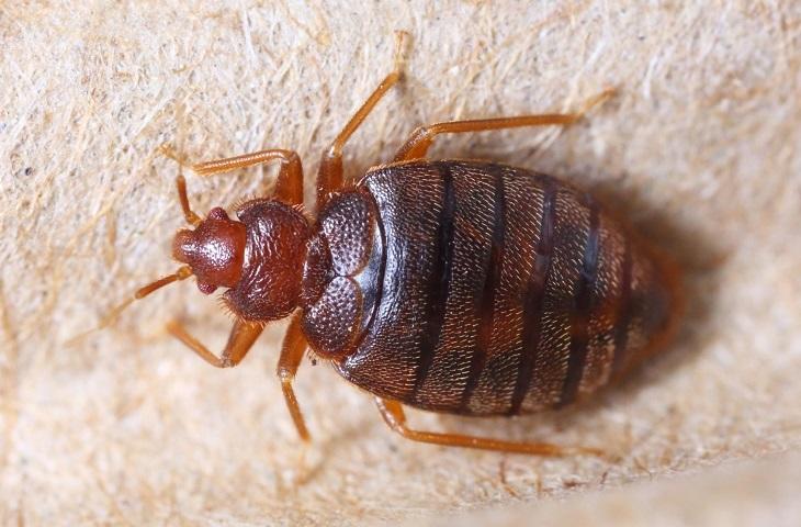 Bed bugs product page (730x480)