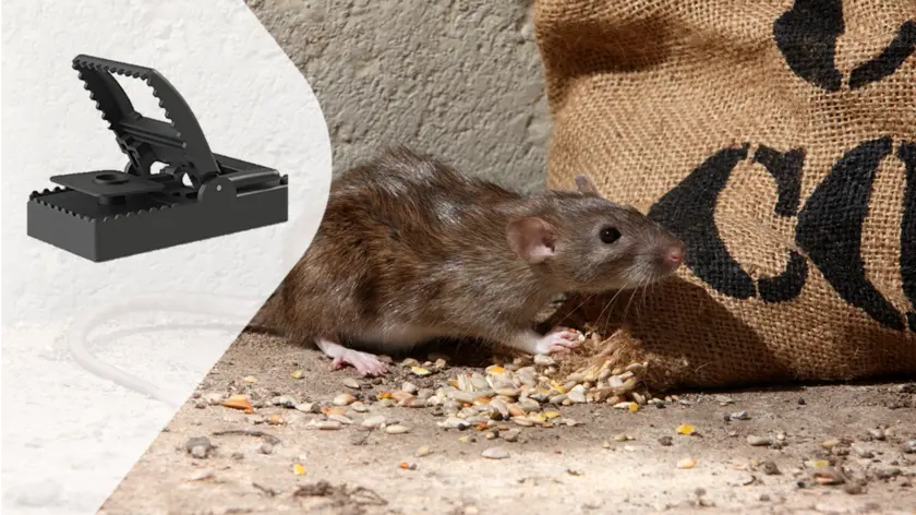 Eimskip pestcontrol - RTE