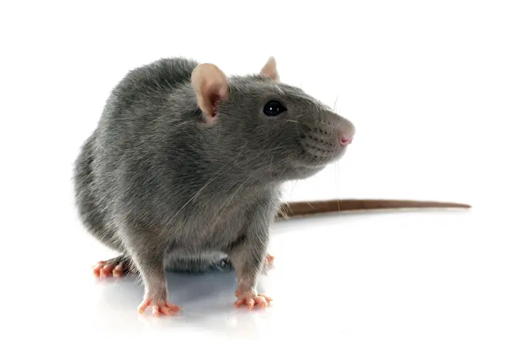 Rat product page