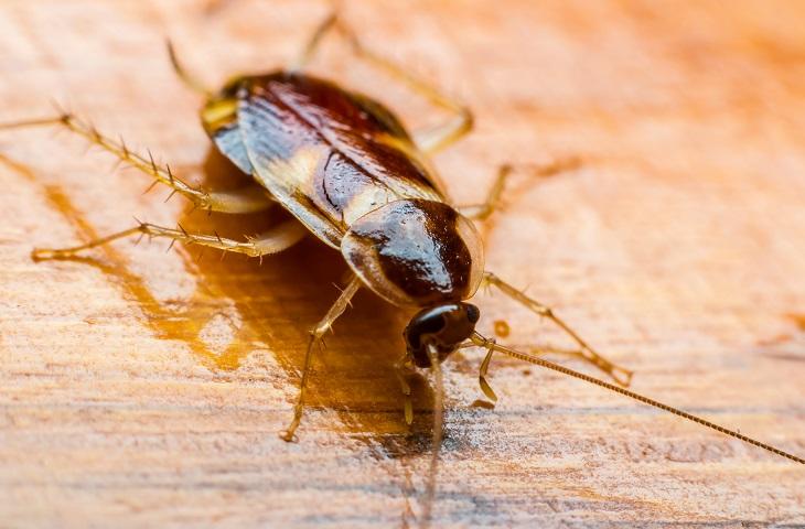 Cockroach product page (730x480)