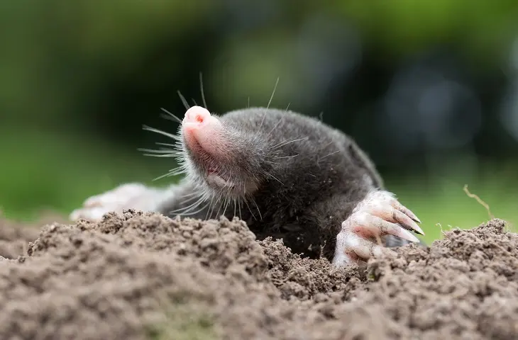 Mole product page