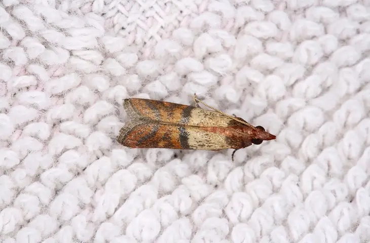 Moth product page