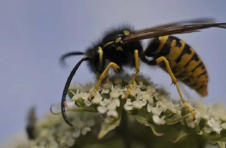 Wasp product page (730x480)
