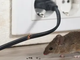 Mice - Product page