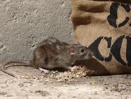 Rat Pest control