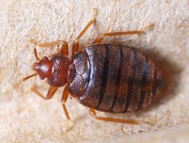 Bed bugs product page (730x480)