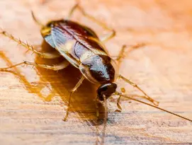 Cockroach product page (730x480)