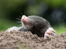 Mole product page