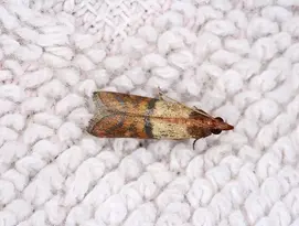 Moth product page