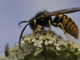 Wasp product page (730x480)